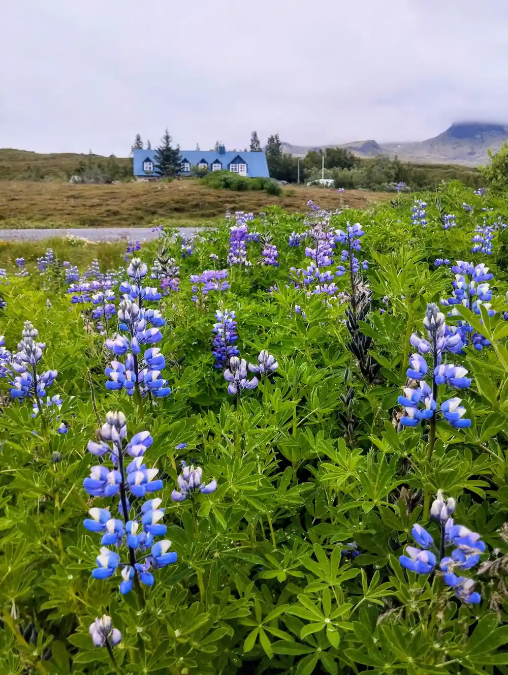 Blue church in green field with purple lupine flowers