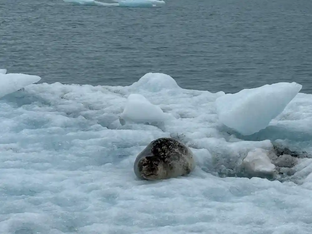 Seal resting on ice floes in glacial lagoon