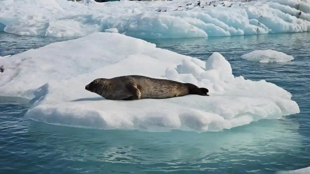 Seal on small ice floe among icebergs in glacier lagoon